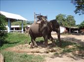 Elephant at Karen tribe village, near Chiang Rai : by clare-tamea, Views[280]