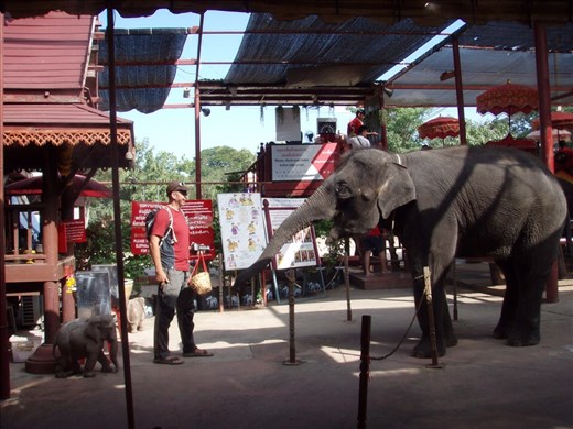 Feeding elephants, Ayutthaya