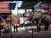 Feeding elephants, Ayutthaya: by clare-tamea, Views[299]