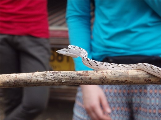 Whip snake changing colour, Khao Yai NP
