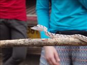 Whip snake changing colour, Khao Yai NP: by clare-tamea, Views[246]