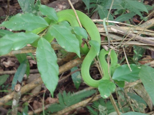 Pit viper, Khao Yai NP