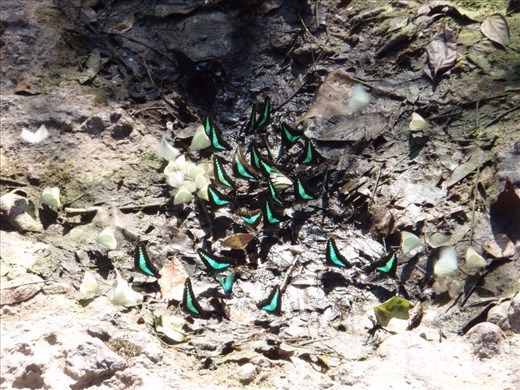 Butterflies in Khao Yai NP