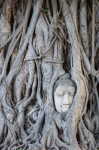 Buddha head in living tree