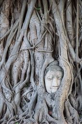 Buddha head in living tree: by clare-tamea, Views[267]