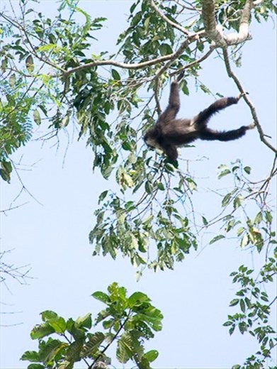 Gibbon in Khao Yai national park