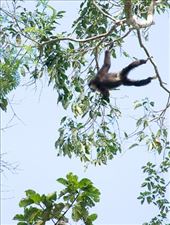 Gibbon in Khao Yai national park: by clare-tamea, Views[223]