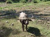 Water buffalo: by clare-tamea, Views[325]