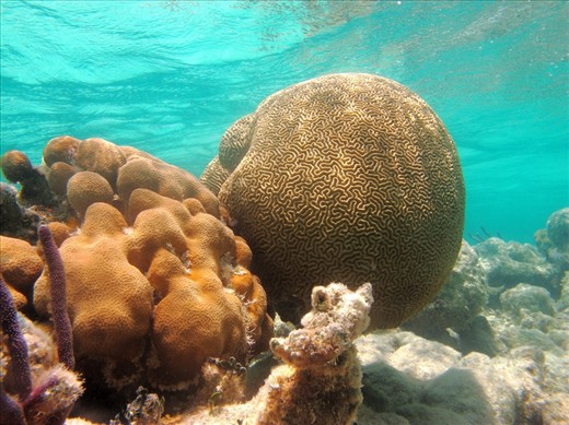 Reef-building corals such as this Diploria Strigosa create extremely important habitats for marine life. The restriction on fishing boats in the area has meant that the Xcalac reef is very healthy in comparison to elsewhere on the Mesoamerican reef.