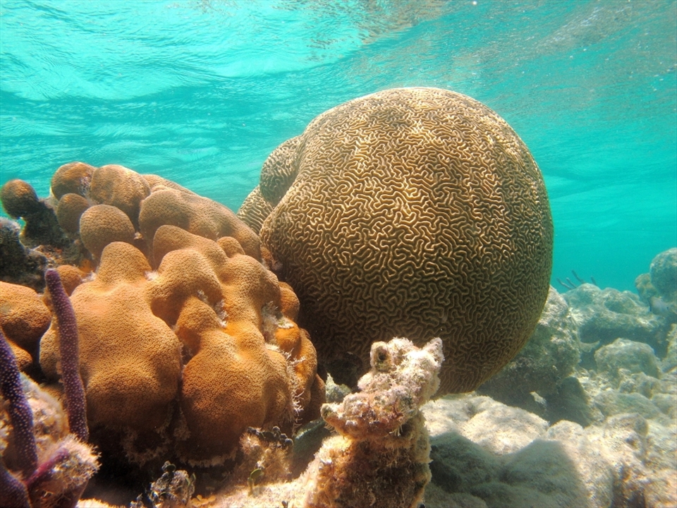 Reef-building corals such as this Diploria Strigosa create extremely important habitats for marine life. The restriction on fishing boats in the area has meant that the Xcalac reef is very healthy in comparison to elsewhere on the Mesoamerican reef.