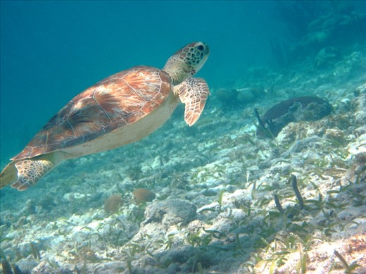 A graceful Green Sea Turtle swims across the sea-grass beds towards the open ocean, the light catching on its beautifully patterned shell.