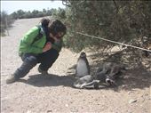 Making new friends in Punta Tombo, Argentina: by claudioula, Views[271]