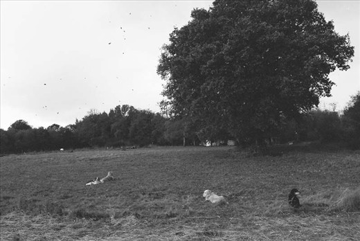 It's good to be a dog