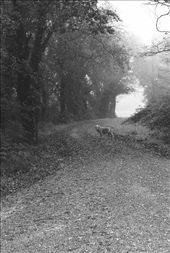 Following Breda into the foggy woods: by cloide, Views[157]