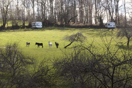 Snapshot of the donkeys as the «beatles»