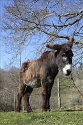 The beautiful Pancho: by cloide, Views[171]