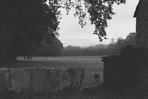 Misteries of Bruggen, the multi-personality dog