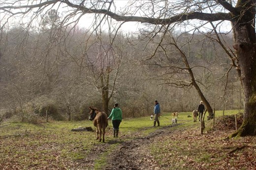 Donkey and doggy walks