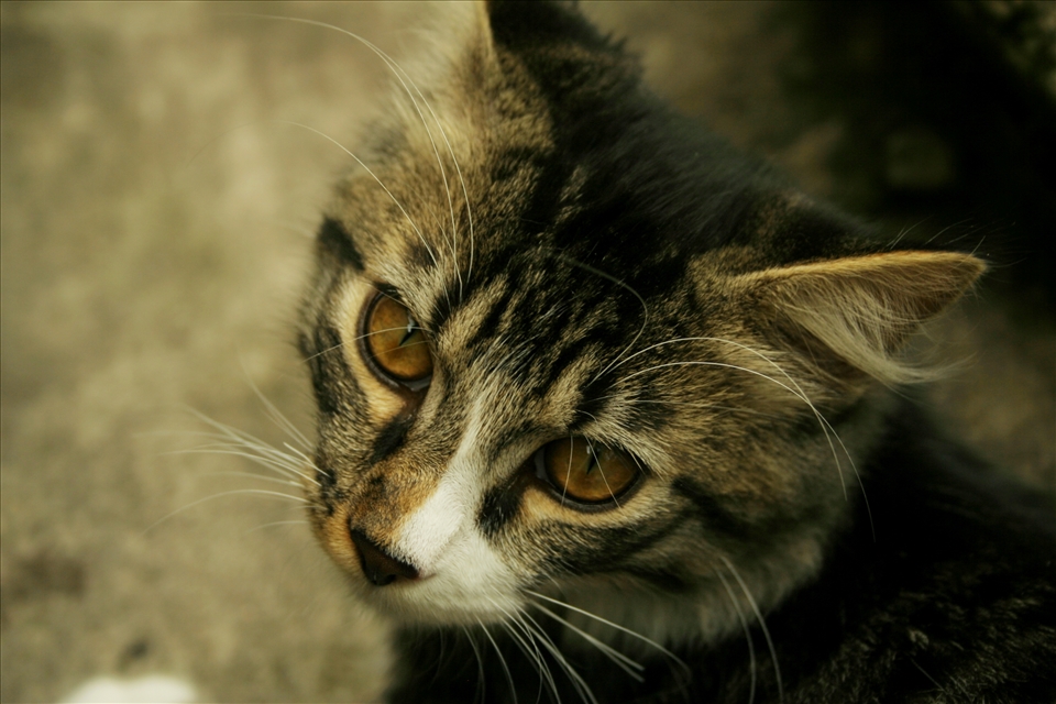 Awesome look of cat. 