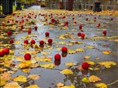 Crying Cherry tree : by coactemalan, Views[341]