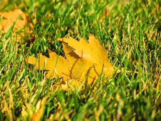 the other fallen ones 