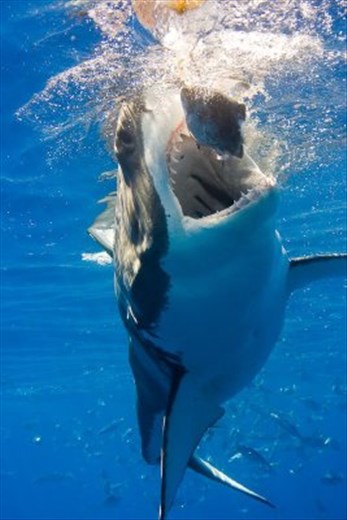 One of my many adventures as the CEO of Shark Diver