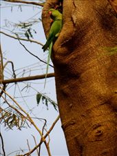 by coati2012, Views[250]