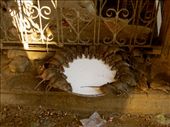 Karni Mata (rat) Temple: by coati2012, Views[250]