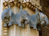 Karni Mata (rat) Temple: by coati2012, Views[520]