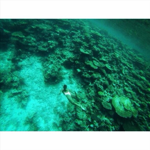 Coral Candyland- Maldives