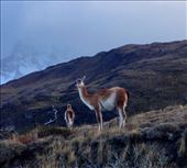 by coggos, Views[305]