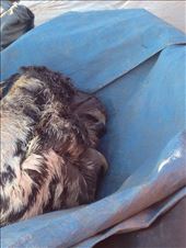 by coggos, Views[349]