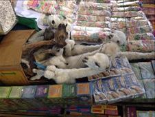 by coggos, Views[546]