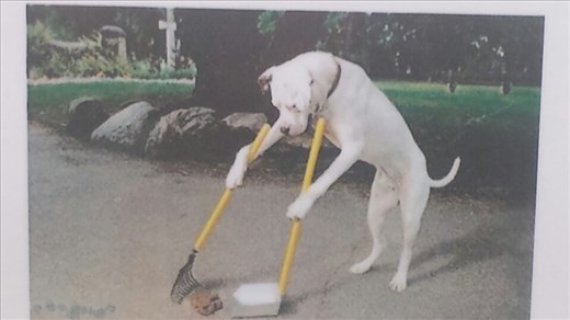 Dogs even clean up after themselves in Bellagio! 