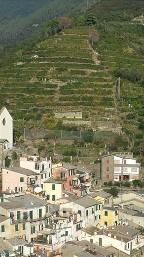 The hillsides of Vernazza. Wine grapes on the hillside