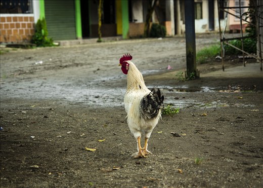 Chicken In Nuquí