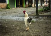 Chicken In Nuquí: by colemanlowndes, Views[437]