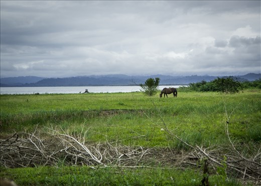 Horse On The Coast