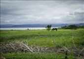 Horse On The Coast: by colemanlowndes, Views[464]