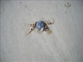 There were thousands of these little crabs.: by colin_s, Views[280]