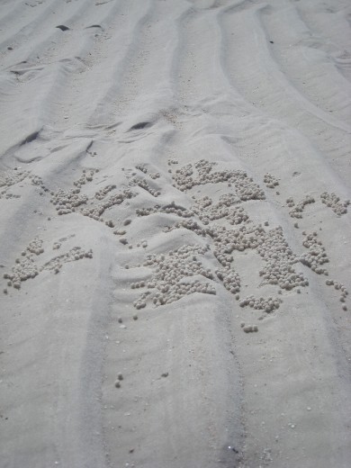 The little crabs would bury into the sand and leave these little balls on the surface.