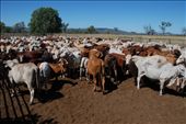 Cows and Calfs!: by colin_s, Views[248]