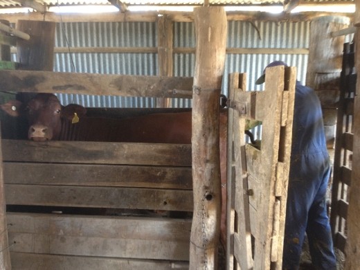 This man is doing exactly what you think he'd doing with an arm length rubber glove.