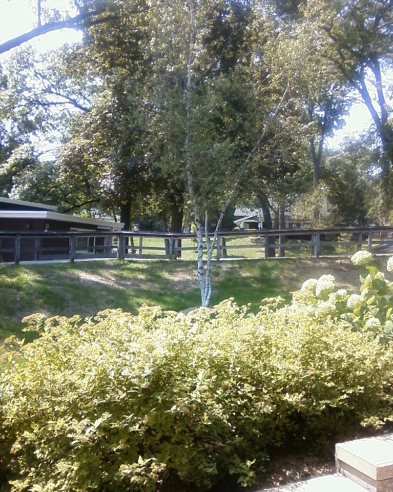 The sun just came out from behind the clouds and is shinning just perfectly on the leaves of the tree. The tree has a perfect white glow that shows the ambiance of the place.