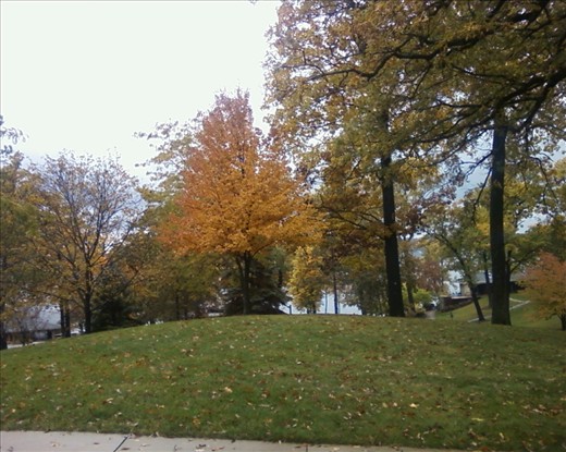 The seasons changes all of the time, from green to red to orange.The lovely shade of orange that this tree possess is perfect and demonstrates the change from summer to autumn.