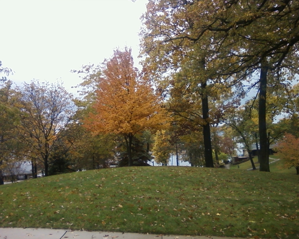 The seasons changes all of the time, from green to red to orange.The lovely shade of orange that this tree possess is perfect and demonstrates the change from summer to autumn.