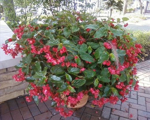 There are lots of beautiful things in the world and these flowers are one of them. The lovely shade of red that is shown in the pictures shows how elegant and neutral the school is.