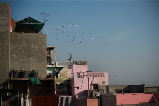 The art of Pigeon Racing is a Mughal Legacy and a traditional pastime