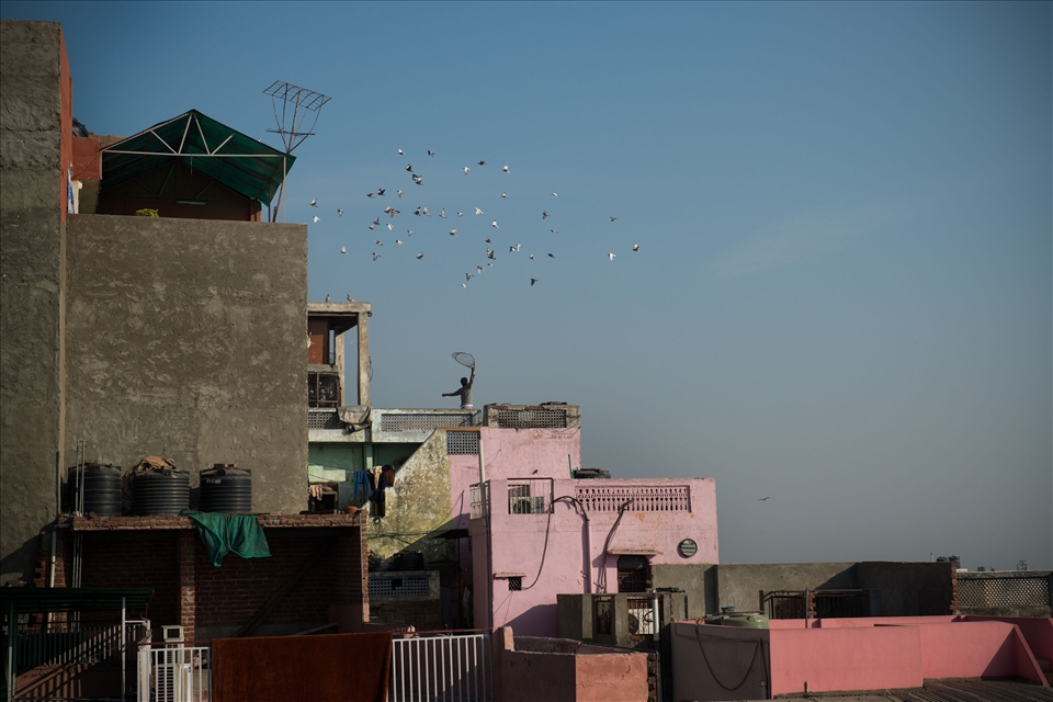 The art of Pigeon Racing is a Mughal Legacy and a traditional pastime