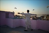 Most of the KabootarBaaz's time is spent on roofs training the pigeons: by coloreddots, Views[1530]